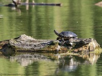 Rotwangen-Schmuckschildkröte Red-eared slider (Trachemys scripta elegans)