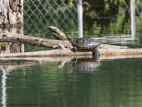 Gelbbauchschmuck-Schildkröte Yellow-bellied slider (Trachemys scripta scripta)