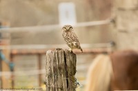 Steinkauz Little owl (Athene noctua)