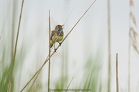 Blaukehlchen Bluethroat Luscinia svecica