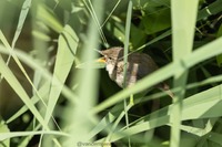 Buschrohrsänger Blyth's reed warbler (Acrocephalus dumetorum)