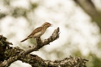 Wendehals Eurasian wryneck (Jynx torquilla)