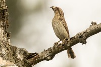 Wendehals Eurasian wryneck (Jynx torquilla)
