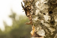 Wendehals Eurasian wryneck (Jynx torquilla)