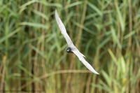 Trauerseeschwalbe Black tern (Chlidonias niger)