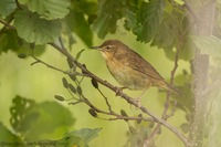 Sumpfrohrsänger Marsh warbler (Acrocephalus palustris)