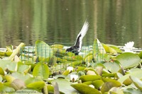 Weißflügelseeschwalbe White-winged tern (Chlidonias leucopterus)