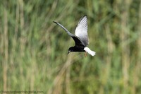 Trauerseeschwalbe Black tern (Chlidonias niger)