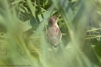 Buschrohrsänger Blyth's reed warbler (Acrocephalus dumetorum)