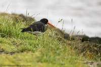 Austernfischer Eurasian oystercatcher (Haematopus ostralegus)