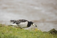 Nonnengans Barnacle goose (Branta leucopsis)