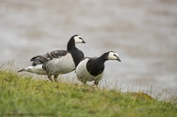 Nonnengans Barnacle goose (Branta leucopsis)