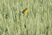 Wiesenschafstelze M. Yellow wagtail (Motacilla flava flava)