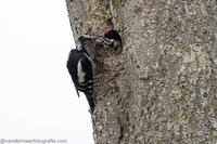 Buntspecht Great spotted woodpecker (Dendrocopos major)