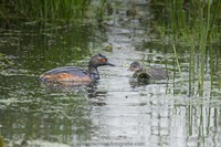 Schwarzhalstaucher Black-necked grebe (Podiceps nigricollis)