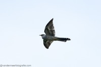 Kuckuck common cuckoo (Cuculus canorus)