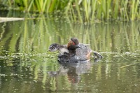 Schwarzhalstaucher Black-necked grebe (Podiceps nigricollis)
