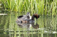 Schwarzhalstaucher Black-necked grebe (Podiceps nigricollis)