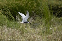 Flussseeschwalbe Common tern (Sterna hirundo)
