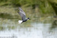 Trauerseeschwalbe Black tern (Chlidonias niger)
