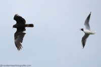 Rohrweihe W. Western marsh harrier (Circus aeruginosus)