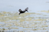 Trauerseeschwalbe Black tern (Chlidonias niger)