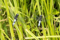 Spitzenfleck M. Libellula fulva Scarce chaser