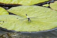 Zierliche Moosjungfer Lilypad whiteface (Leucorrhinia caudalis)