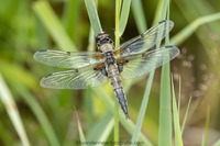 Spitzenfleck W. Libellula fulva Scarce chaser