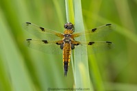 Vierfleck Four-spotted chaser (Libellula quadrimaculata)