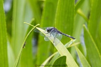 Zierliche Moosjungfer Lilypad whiteface (Leucorrhinia caudalis)