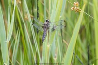 Spitzenfleck W. Libellula fulva Scarce chaser
