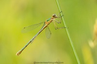 Gemeine Binsenjungfer Emerald damselfly (Lestes sponsa)