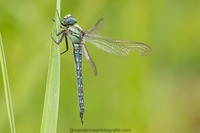 Früher Schilfjäger Brachytron pratense Hairy dragonfly