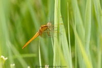 Kleine Blaupfeil W. Keeled skimmer (Orthetrum coerulescens)