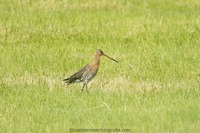 Uferschnepfe Black-tailed godwit (Limosa limosa)