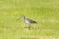 Uferschnepfe Juv. Black-tailed godwit (Limosa limosa)