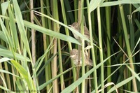 Teichrohrsänger Juv. Eurasian reed warbler (Acrocephalus scirpaceus)