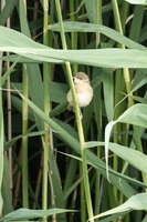 Teichrohrsänger Juv. Eurasian reed warbler (Acrocephalus scirpaceus)