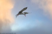 Flussseeschwalbe Common tern (Sterna hirundo)