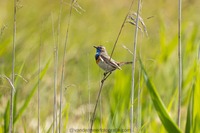 Blaukehlchen M. Bluethroat Luscinia svecica