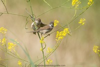 Mönchsgrasmücke Eurasian blackcap (Sylvia atricapilla)