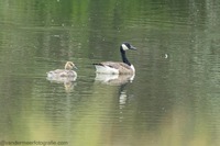 Kanadagans Canada goose (Branta canadensis)