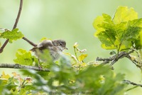 Mönchsgrasmücke Juv. Eurasian blackcap (Sylvia atricapilla)