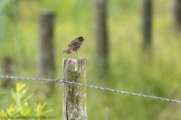 Hausrotschwanz W. Black redstart (Phoenicurus ochruros)
