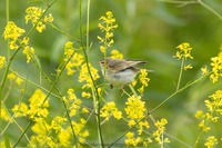 Zilpzalp Common chiffchaff (Phylloscopus collybita)