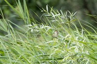Buschrohrsänger Blyth's reed warbler (Acrocephalus dumetorum)