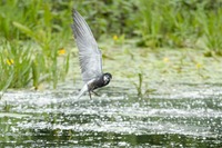 Trauerseeschwalbe Black tern (Chlidonias niger)