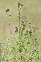 Mönchsgrasmücke Eurasian blackcap (Sylvia atricapilla)