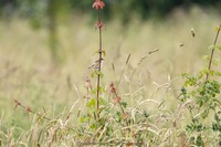 Zistensänger Zitting cisticola (Cisticola juncidis)